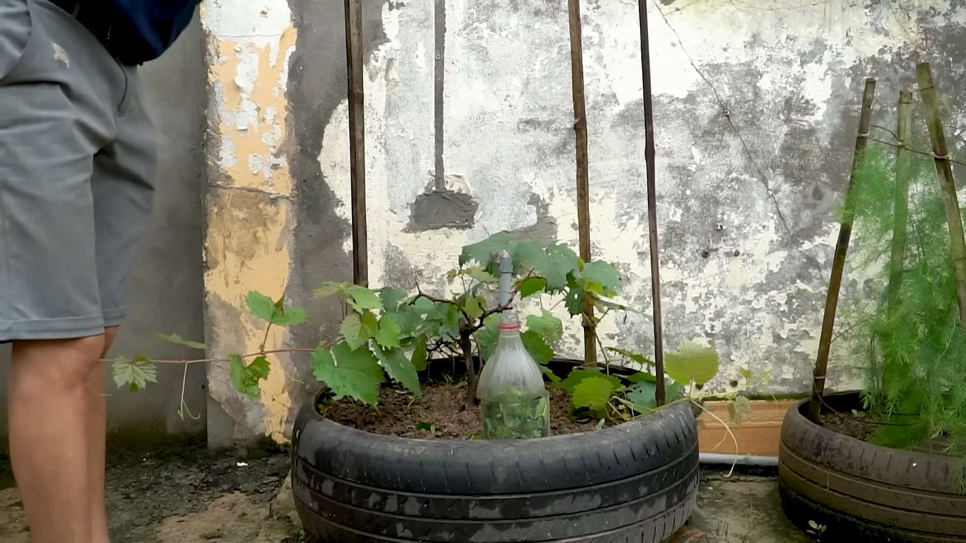 Grape planting in tires