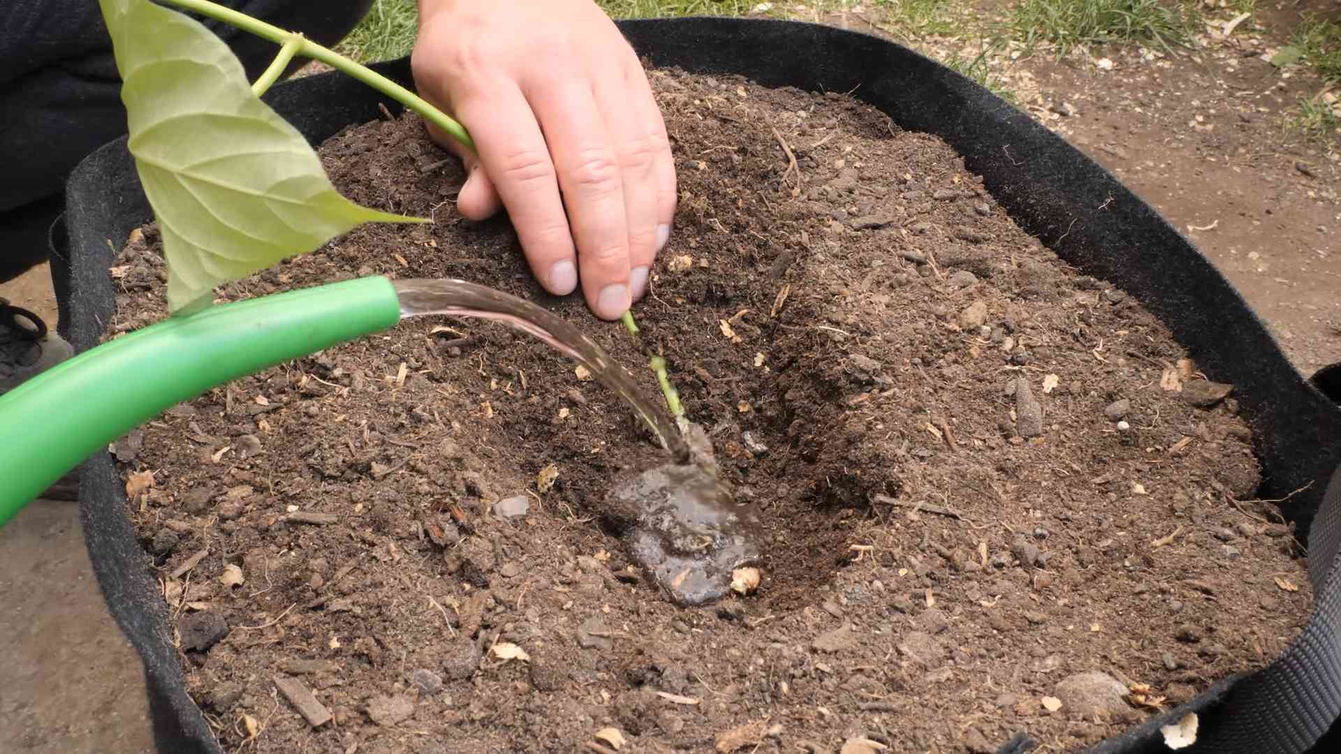 Grow Cape Gooseberries Home