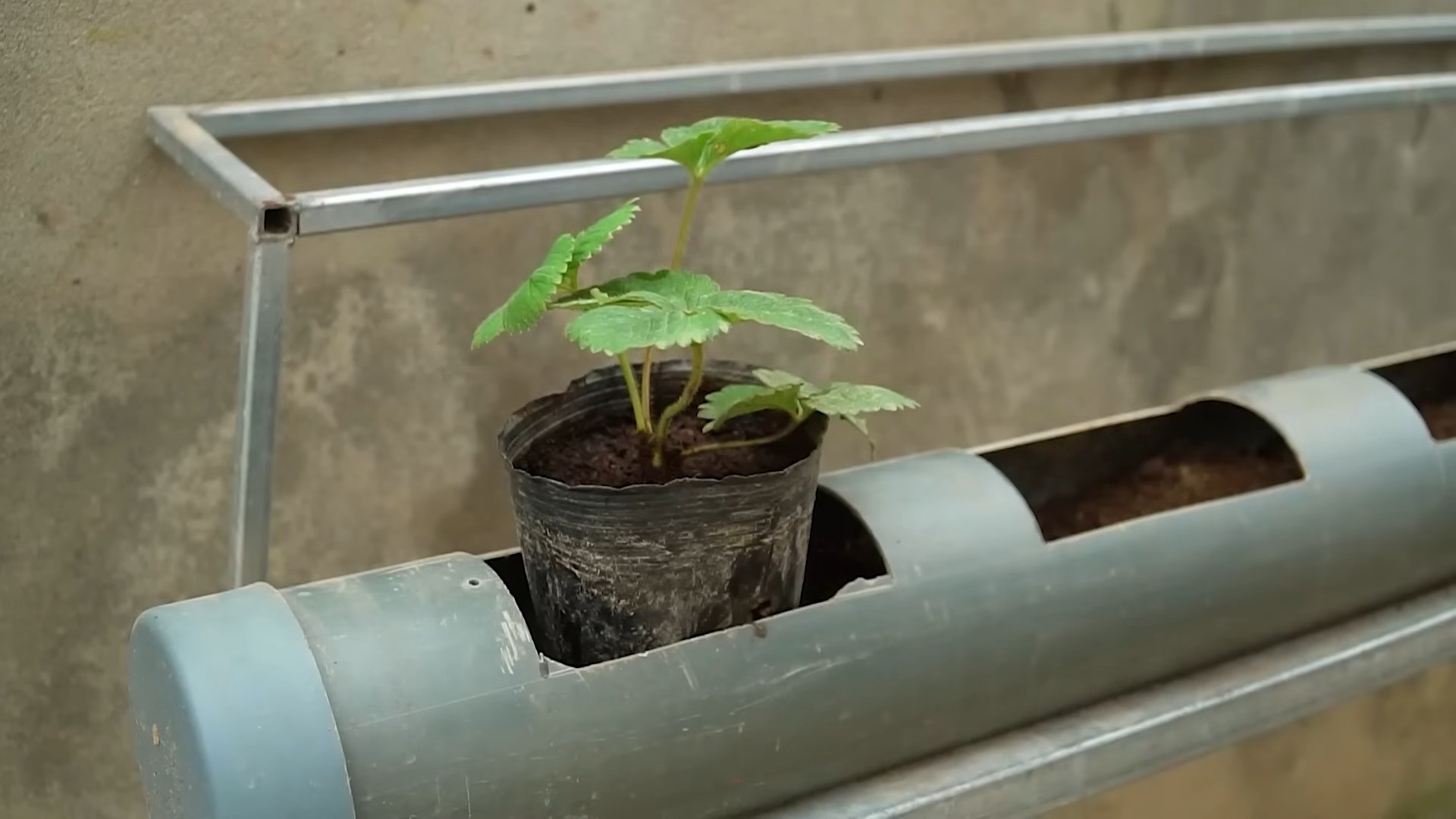 Grow Strawberries Easy Steps
