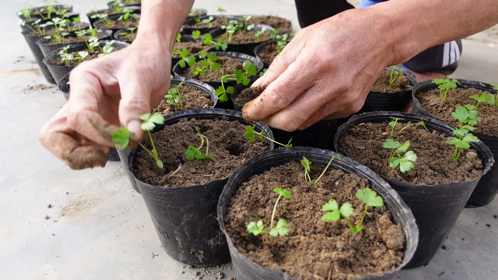 Grow Crunchy Celery