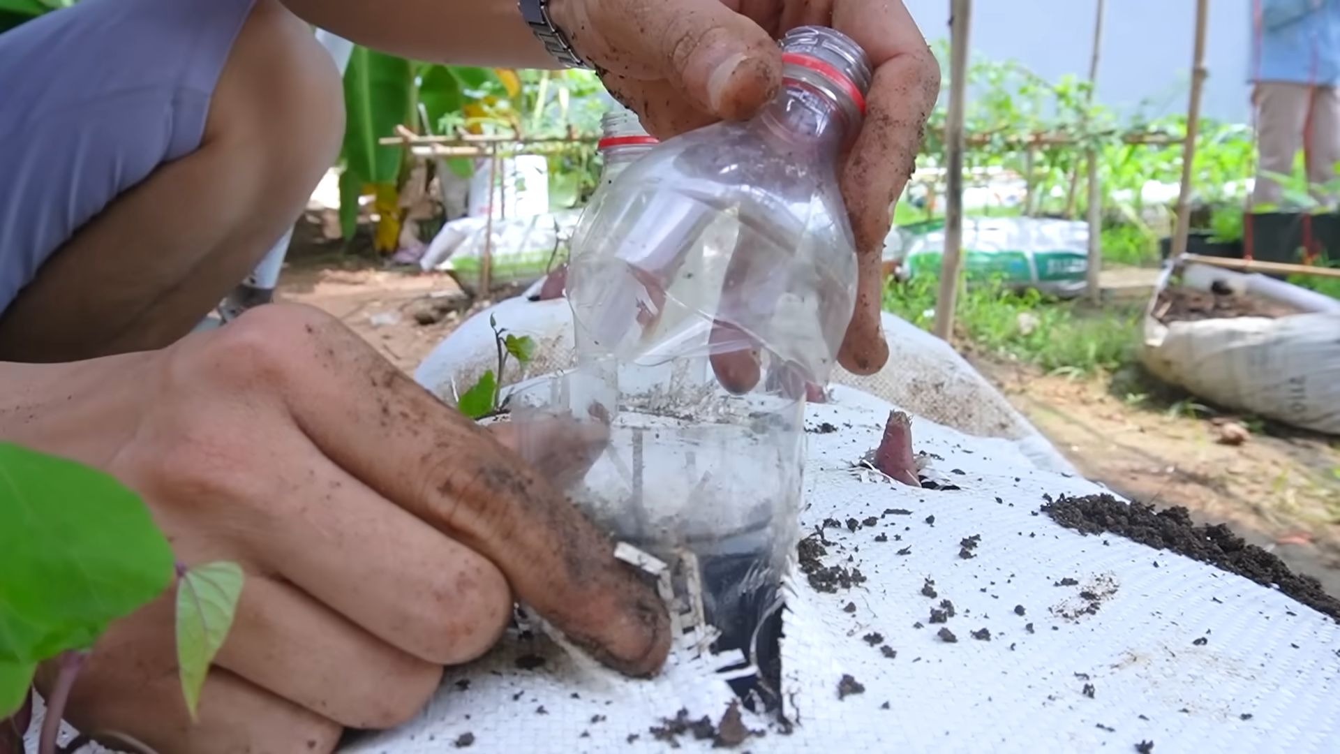 Sweet Potato Grow Bag DIY
