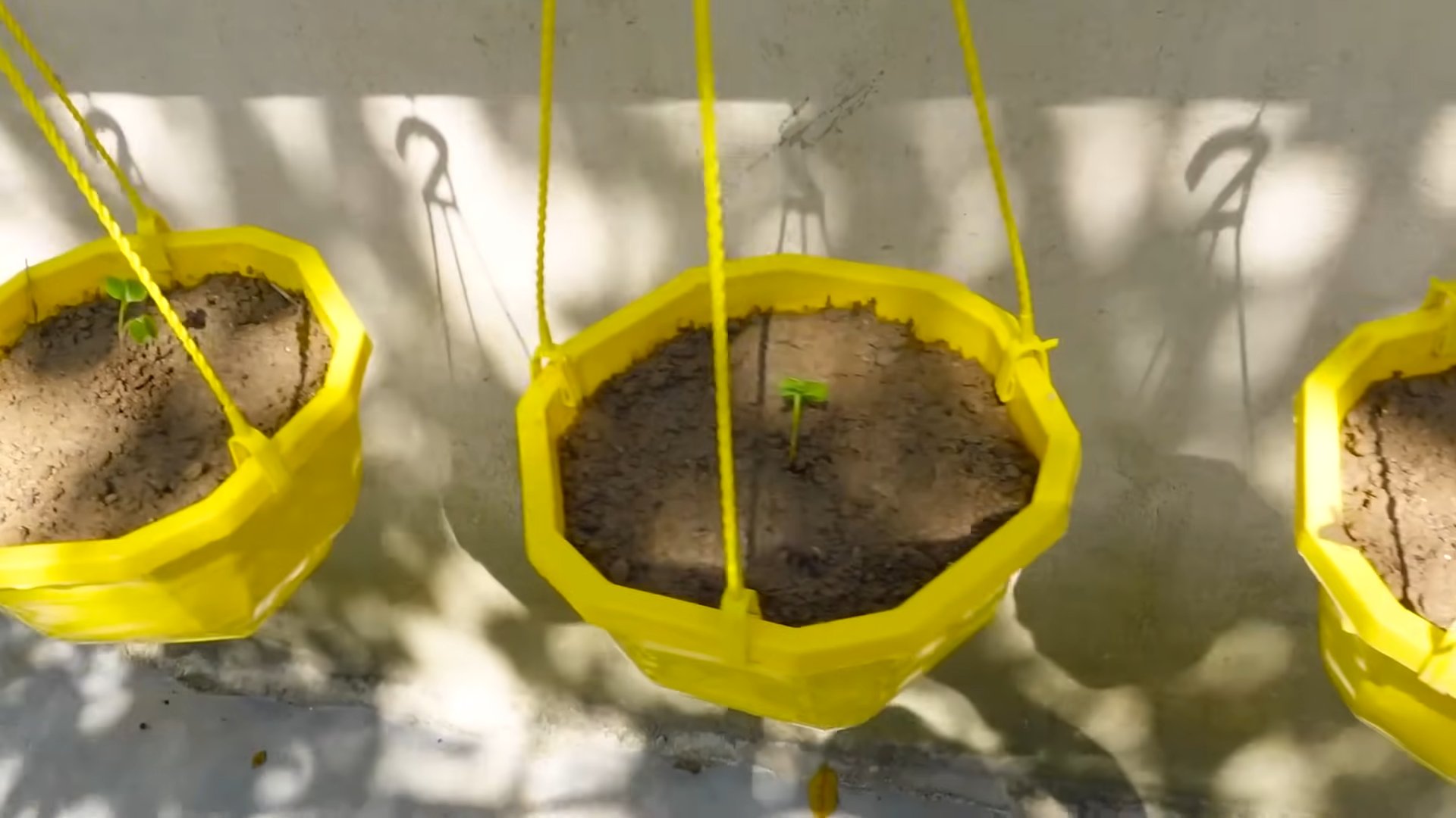 Pink Radish Pot Growing