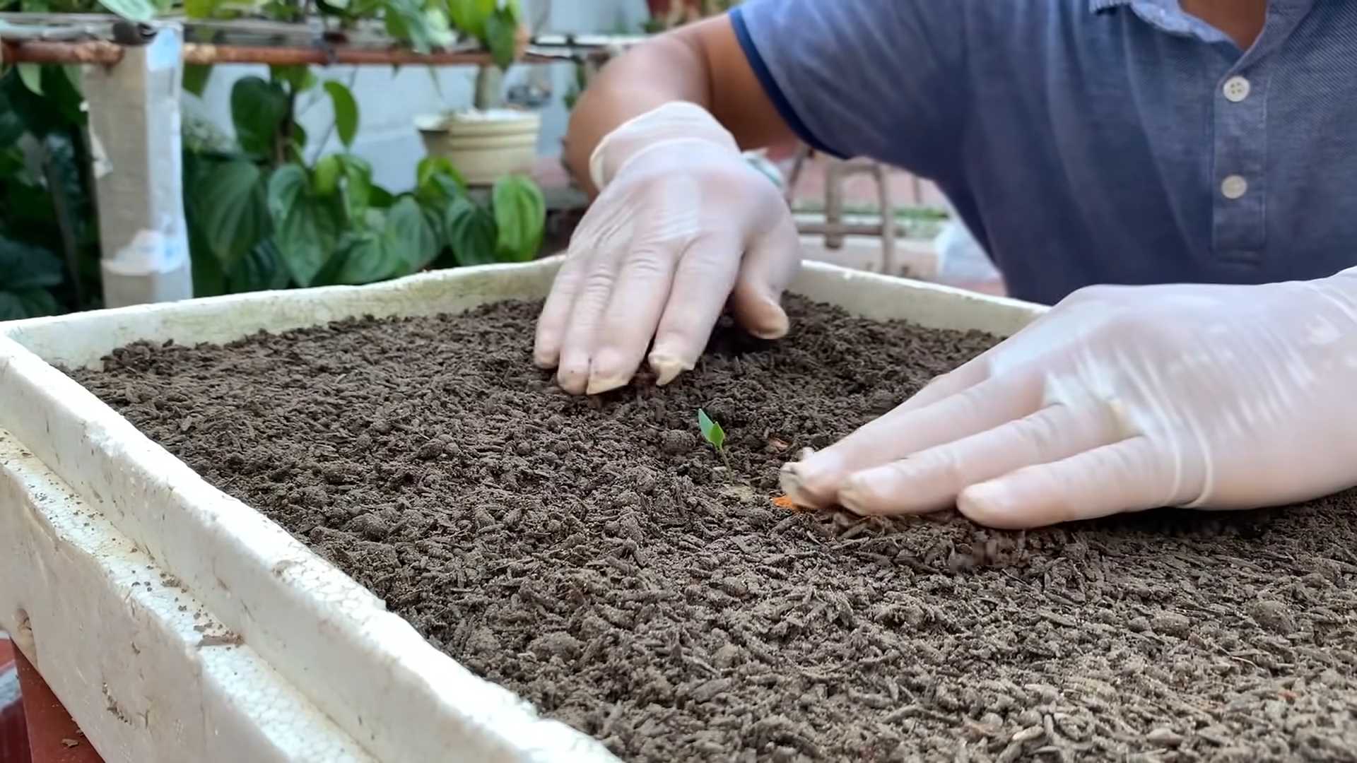 Growing Chili Peppers at Home