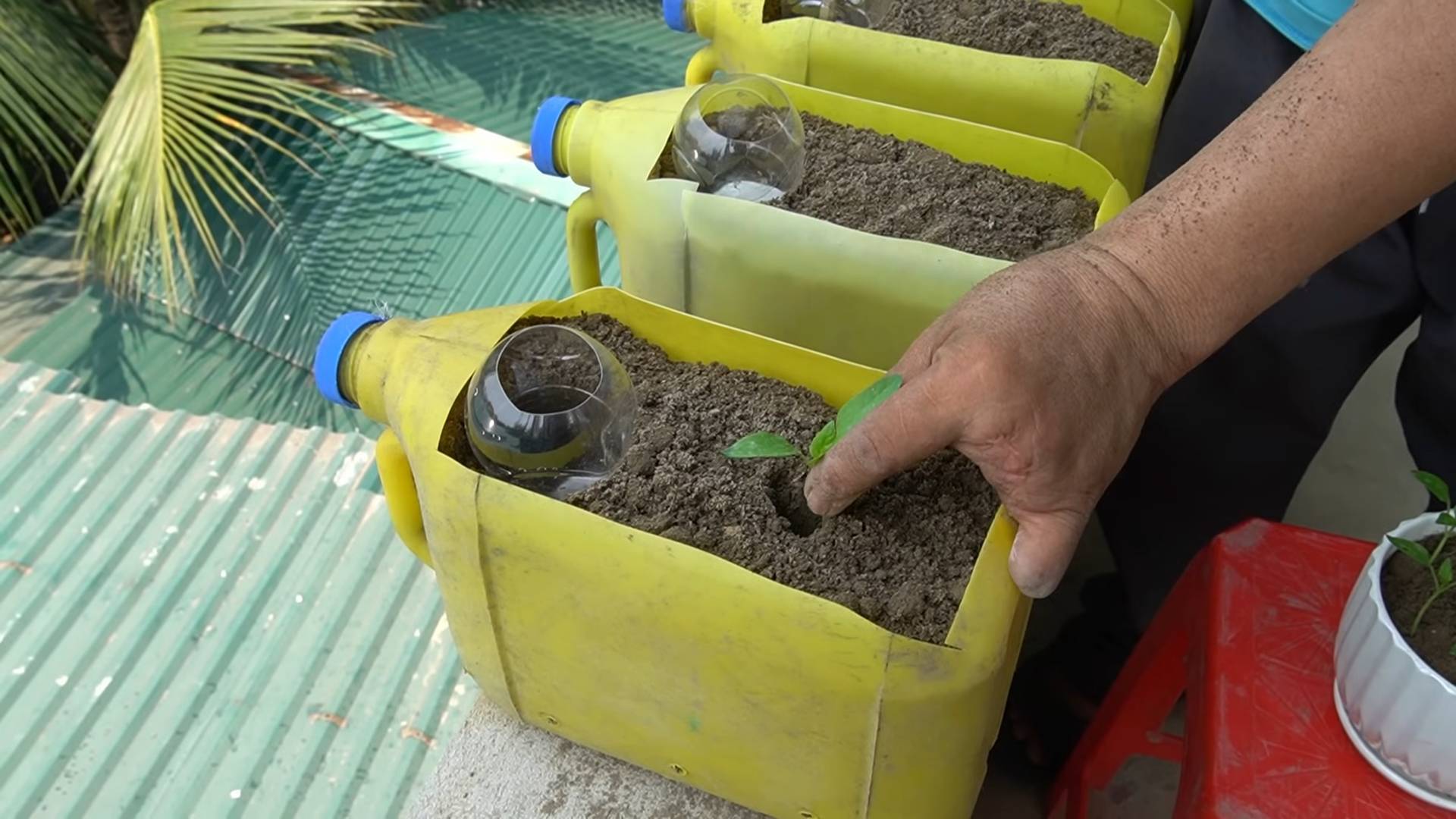 Growing Bell Peppers in Bottles