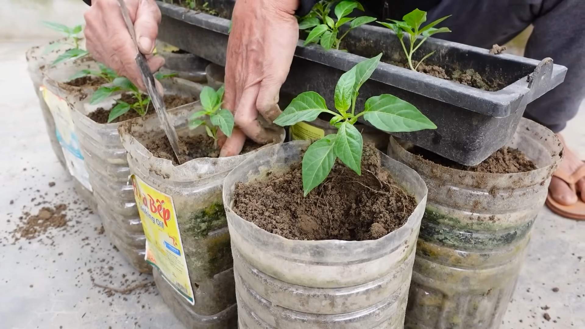 Growing Chili Peppers Anywhere