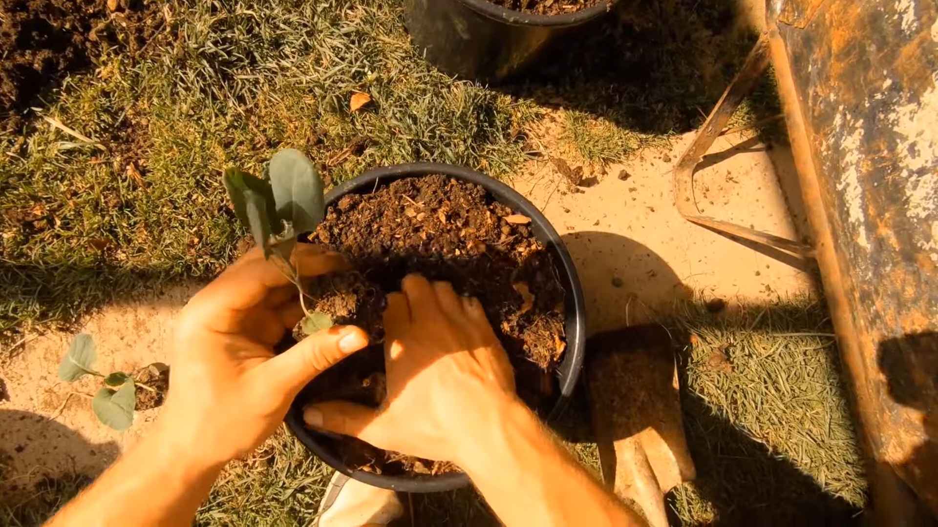 Brussels Sprouts Gardening