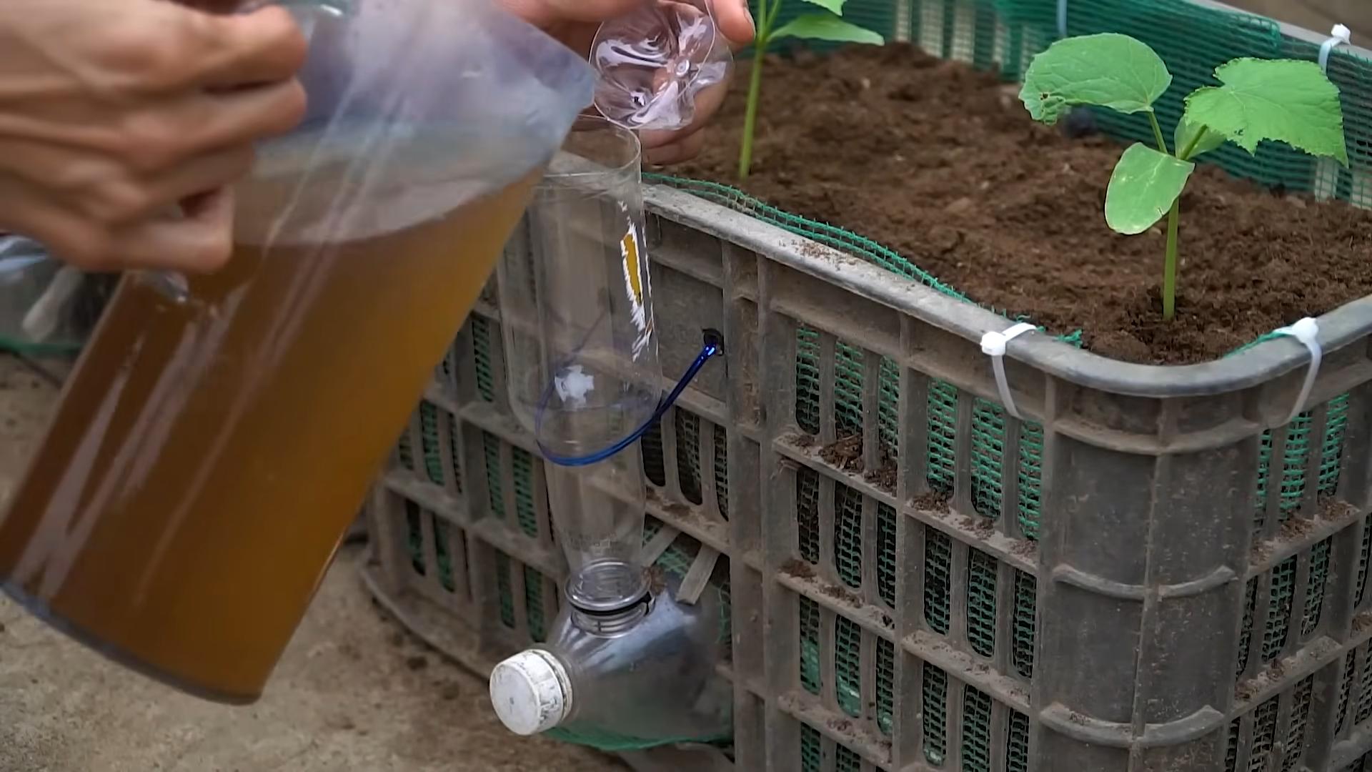 Cucumber Growing Secrets