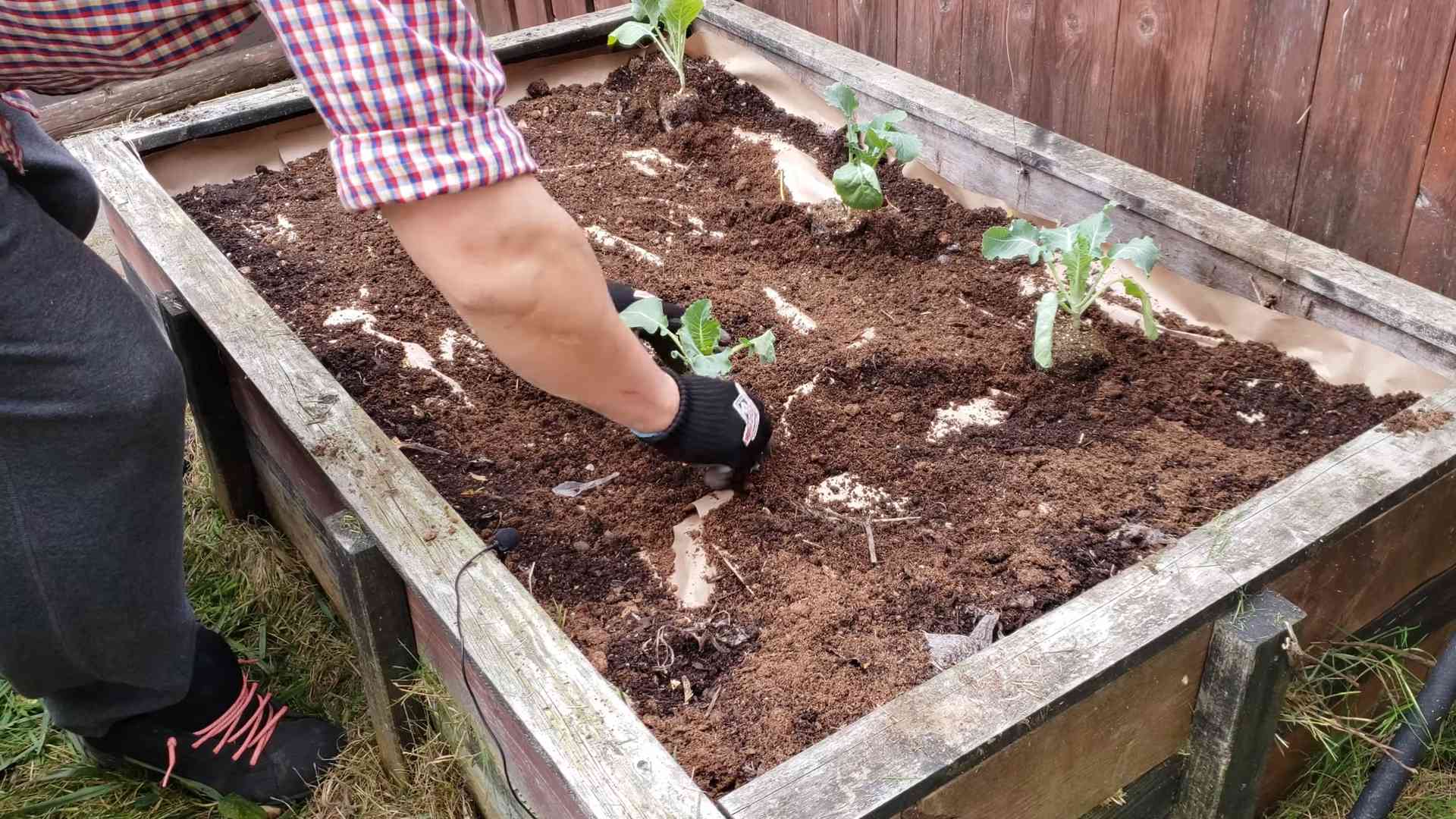 Plant Cauliflower in Backyard