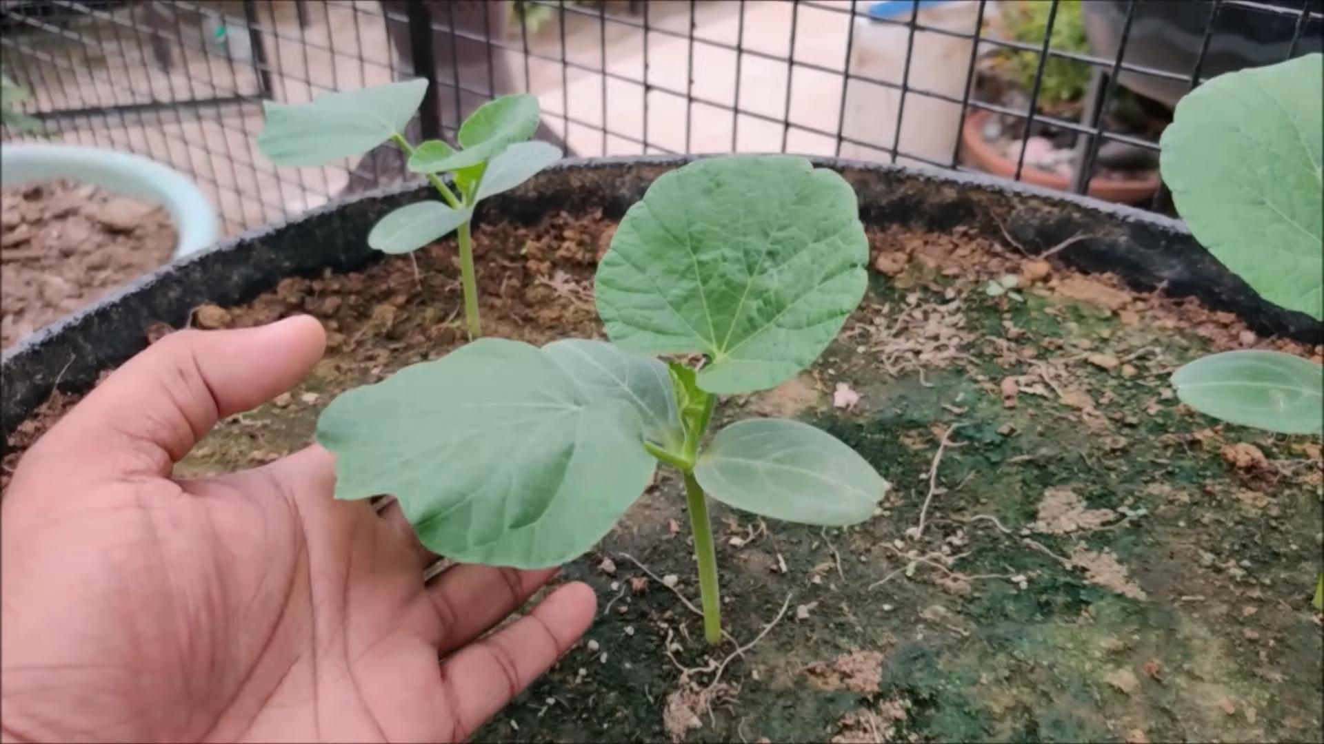 Gourd Planting Hack