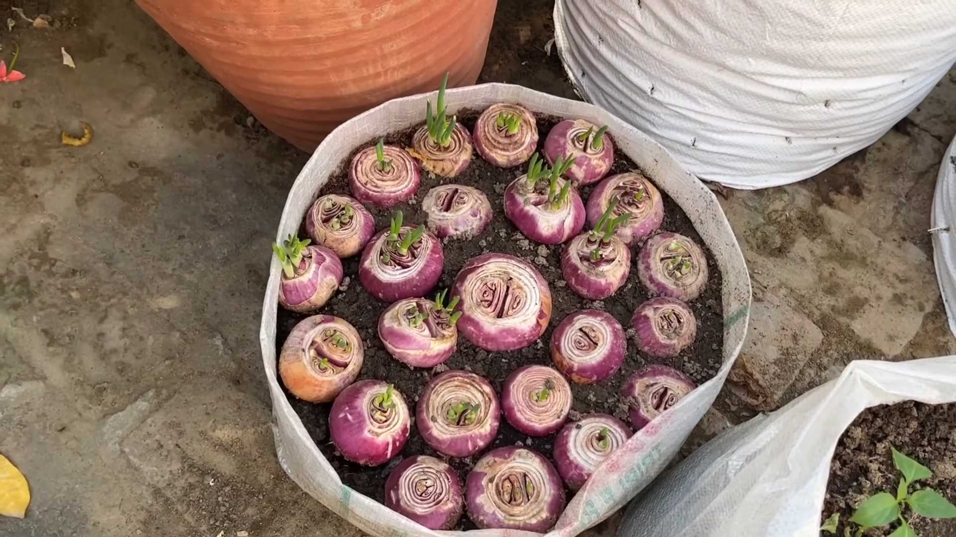 Innovative Onion Growing