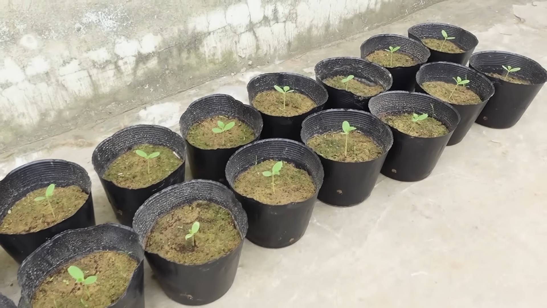 Grow Melons at Home