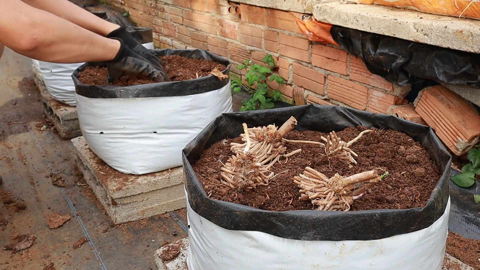 Grow Asparagus Easily