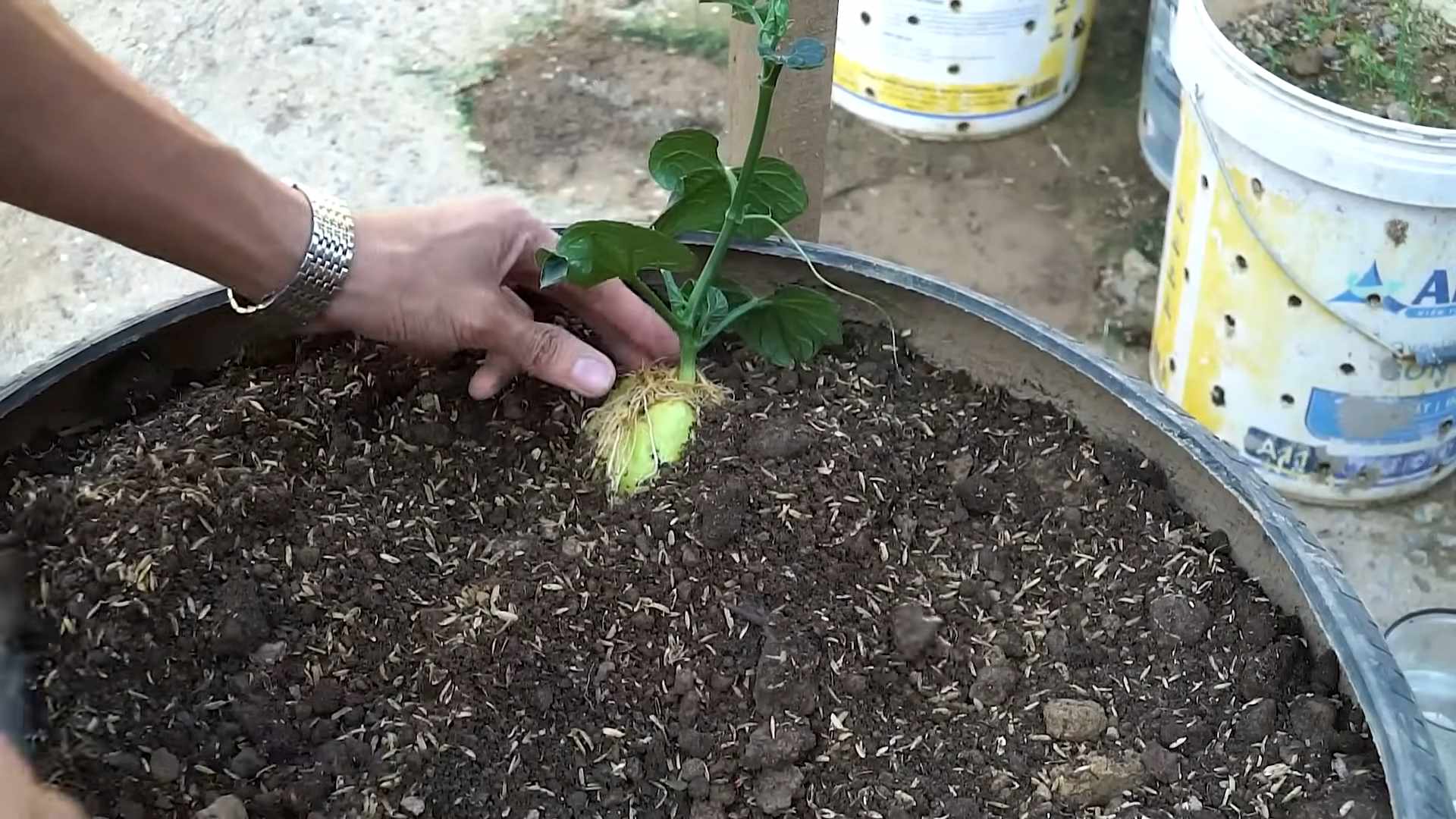 Potato bag gardening