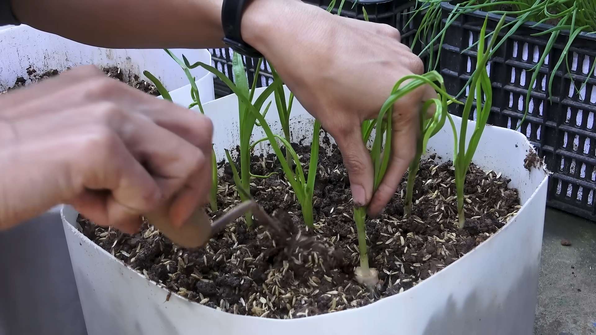 Growing garlic indoors