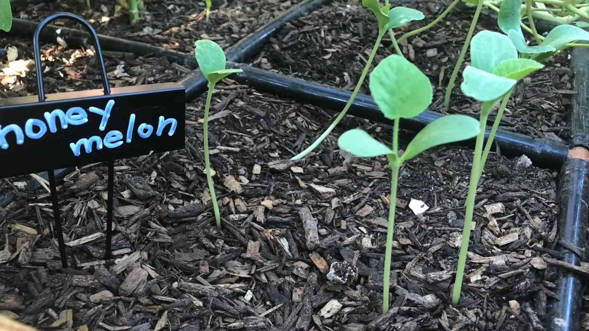 Growing Cantaloupe Successfully