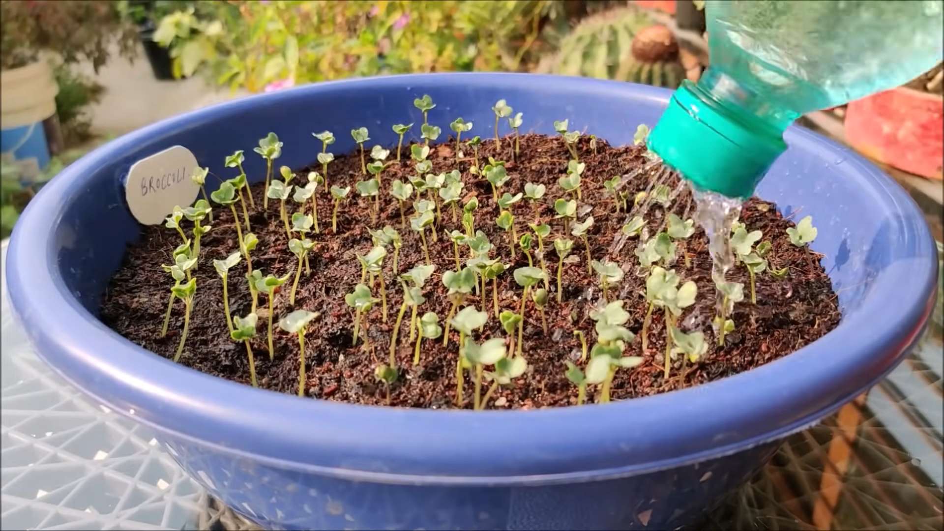 Growing Broccoli at Home