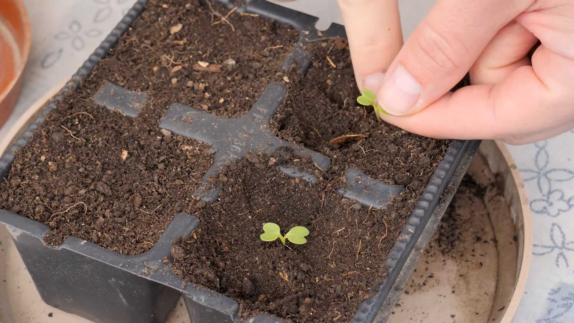 Grow Bok Choy Home