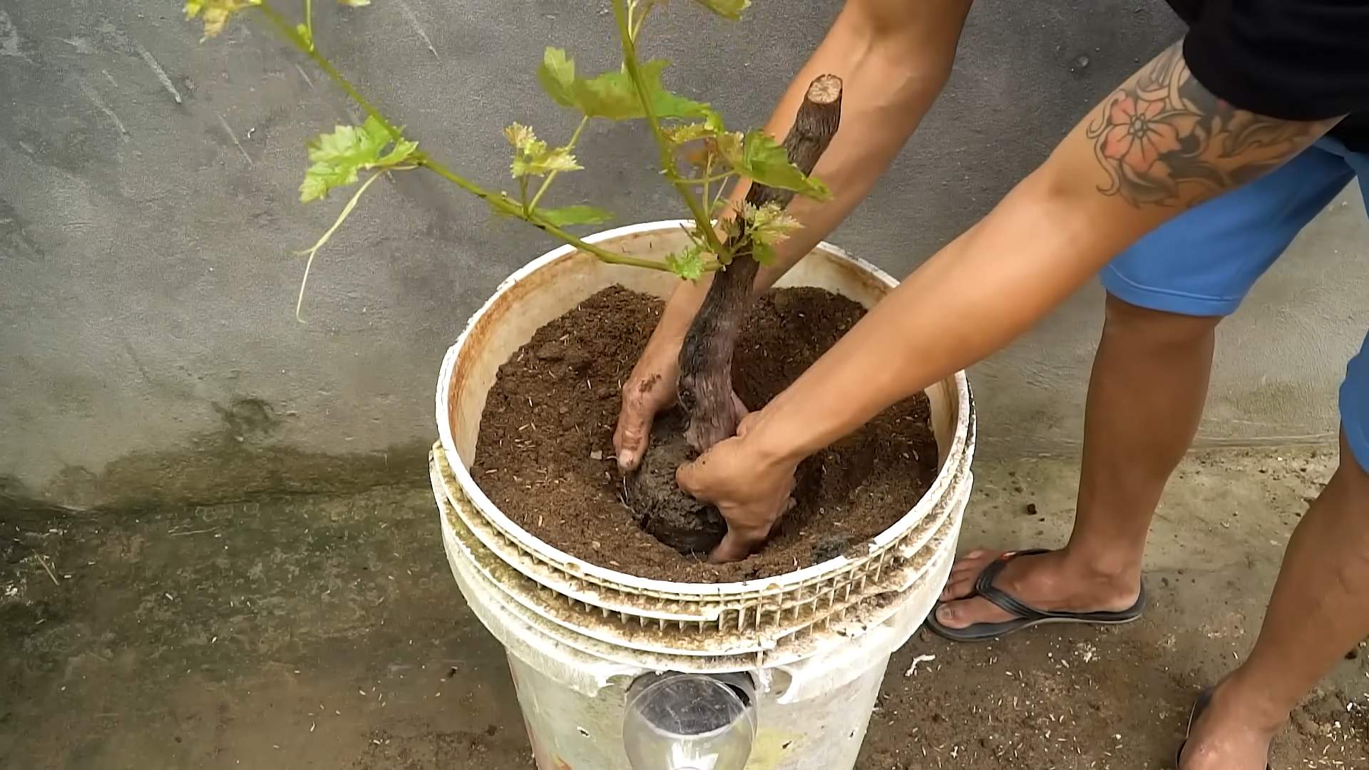 Growing grapes secrets