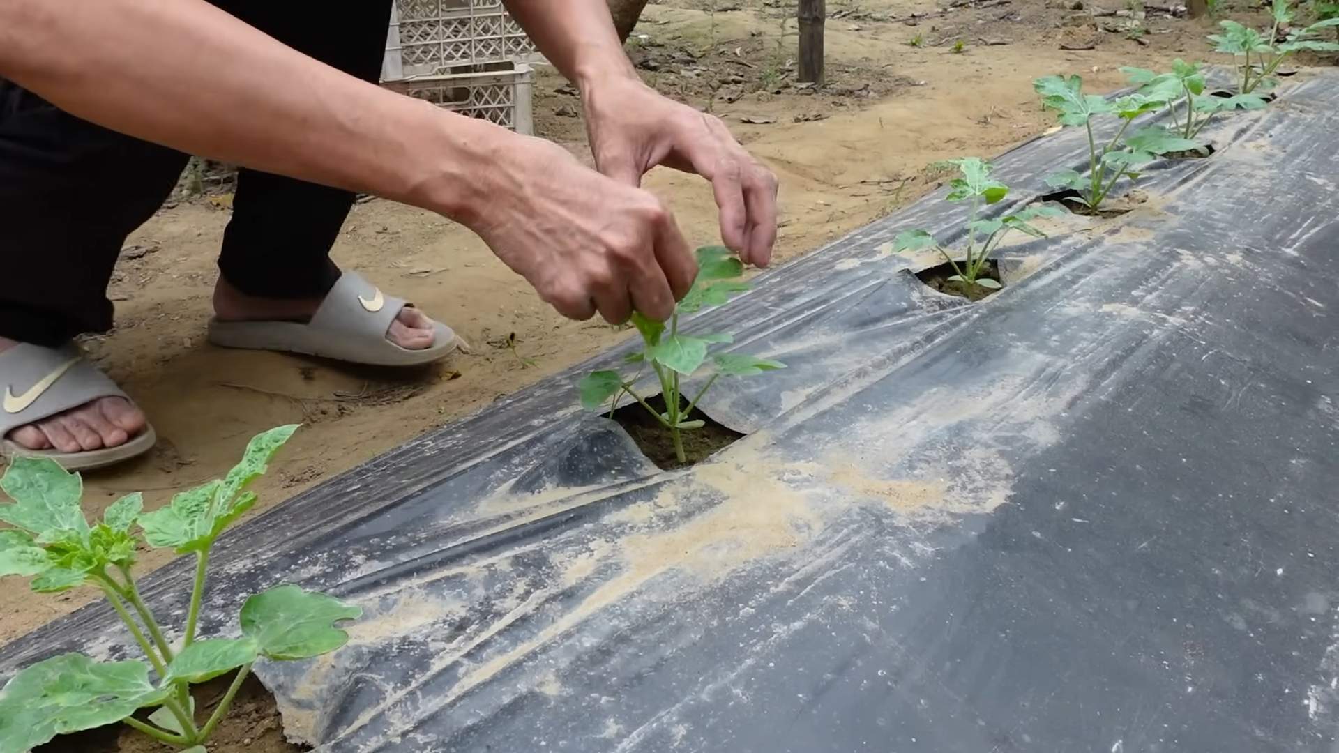 Easy Watermelon Growing