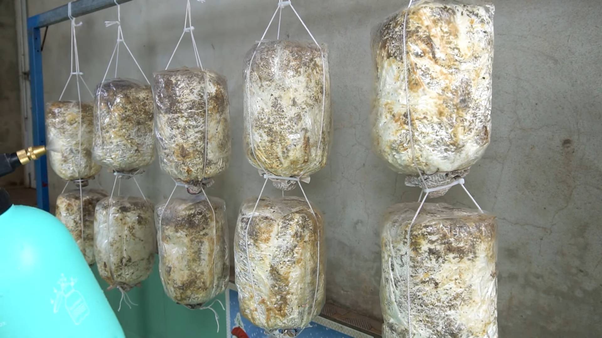 Grow mushrooms at home