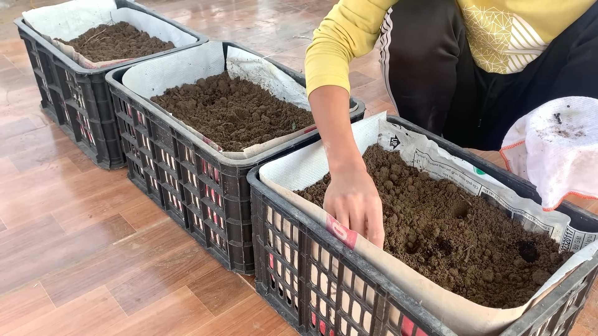 Rooftop Asparagus Growing DIY