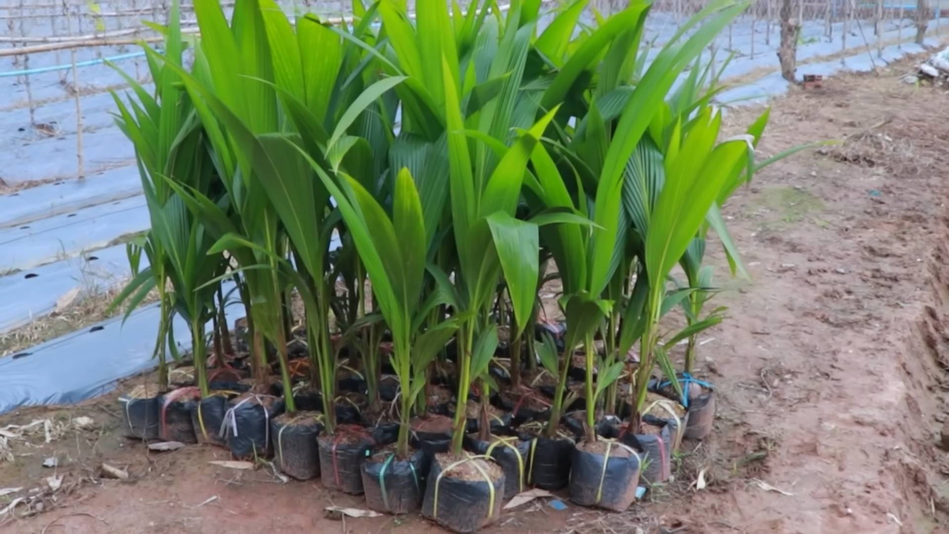 Grow Coconut Trees Easily