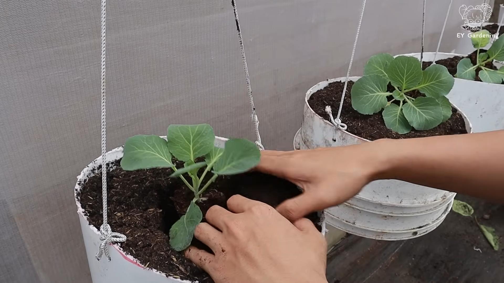 Growing Cabbage in Containers
